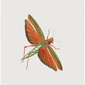 Imperial Locust