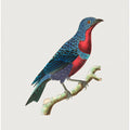 Purple Breasted Chatterer