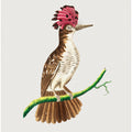 Crested Tody