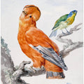 Two Exotic Birds