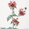 A Red Bergamot In a Landscape