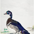 A Duck