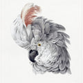Cockatoo Head