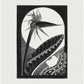 Strelitzia Overblown