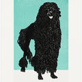 Poodle