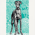 Greyhound