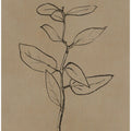 Eucalyptus Sapling