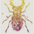Stagbeetle
