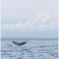 Whale's Farewell