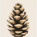 Pine