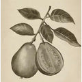 Vintage fruit