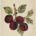 Vintage fruit collection