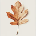 Autumn Whisper