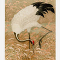 Sarus Crane In Rice Field