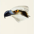 White Headed Osprey