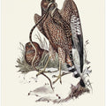 Square Tailed Kite