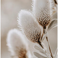 Soft Bloom Symphony