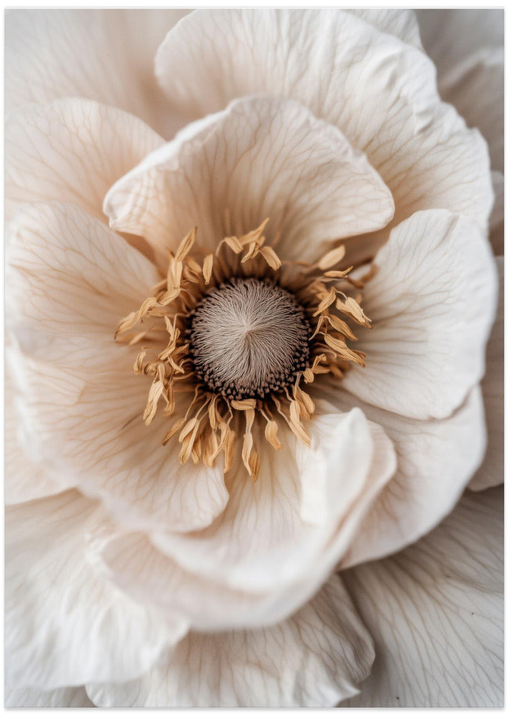 Soft Petal Dreams