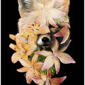 Foxy Flowers
