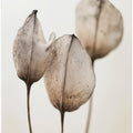 Faded Petal Trio