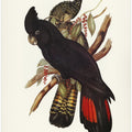 Banksian Cockatoo