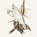 Blood Stained Cockatoo