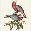 Cacatua Eos