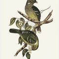Cat Bird