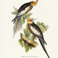 Cockatoo Parakeet