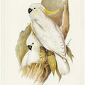 Crested Cockatoo