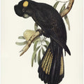 Funereal Cockatoo