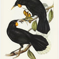 Gould's Neomorpha
