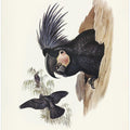 Great Palm Cockatoo
