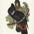 Great Billed Black Cockatoo