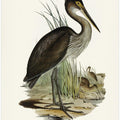Great Billed Heron