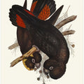 Leach's Cockatoo