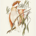 Leadbeater's Cockatoo