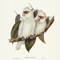 Long Billed Cockatoo