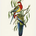 Rose Hill Parakeet