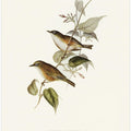 White Breasted Zosterops