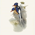 White Tailed Tanysiptera