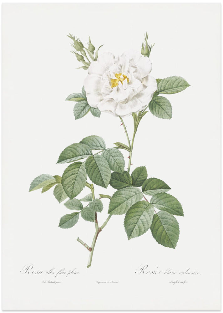 Rosa Alba Flore Pleno, Les Roses (1817–1824)