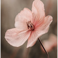 Delicate Blossom