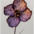 Petal Elegance