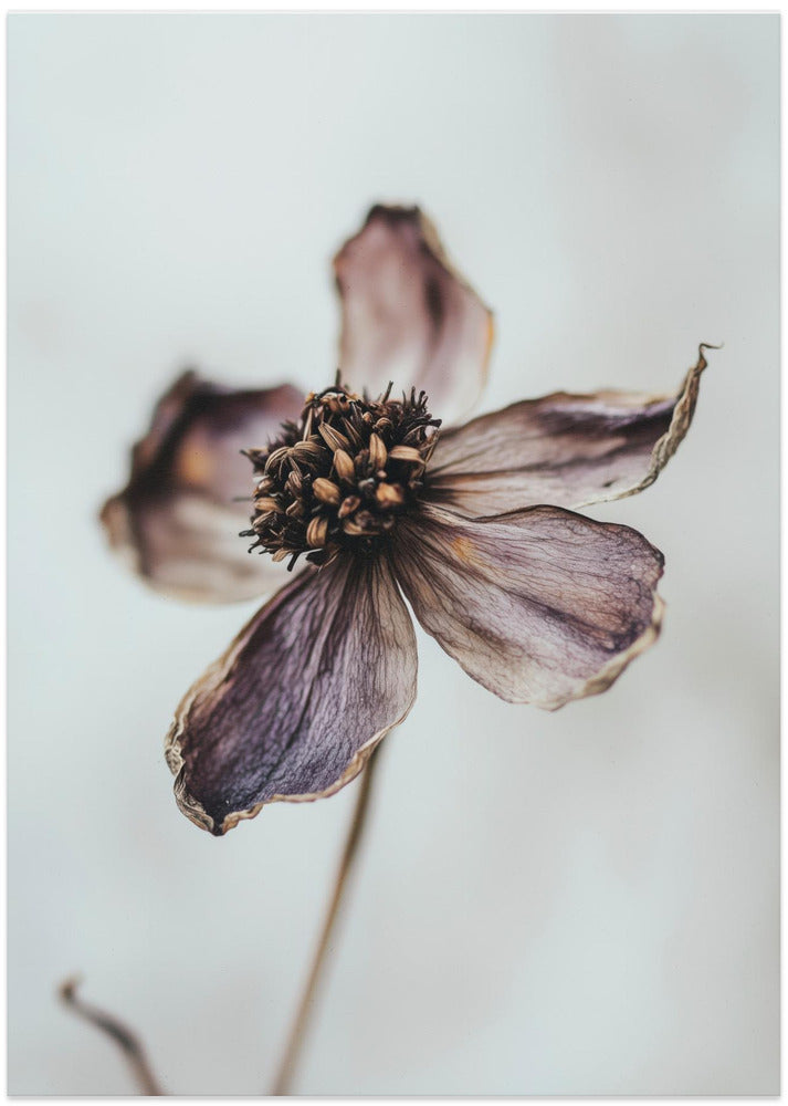 Wilted Elegance