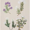 Veronica 4 Species Drawn By Sarah Featon (1848–1927)