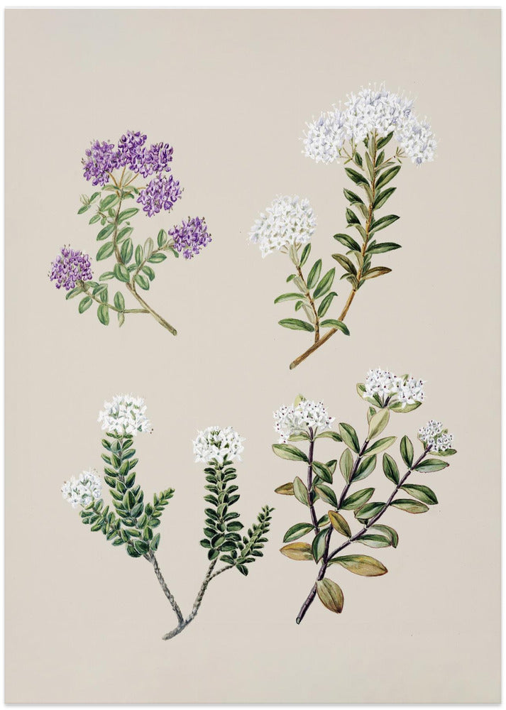 Veronica 4 Species Drawn By Sarah Featon (1848–1927)