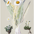White Mountain Musk Drawn By Sarah Featon (1848–1927)