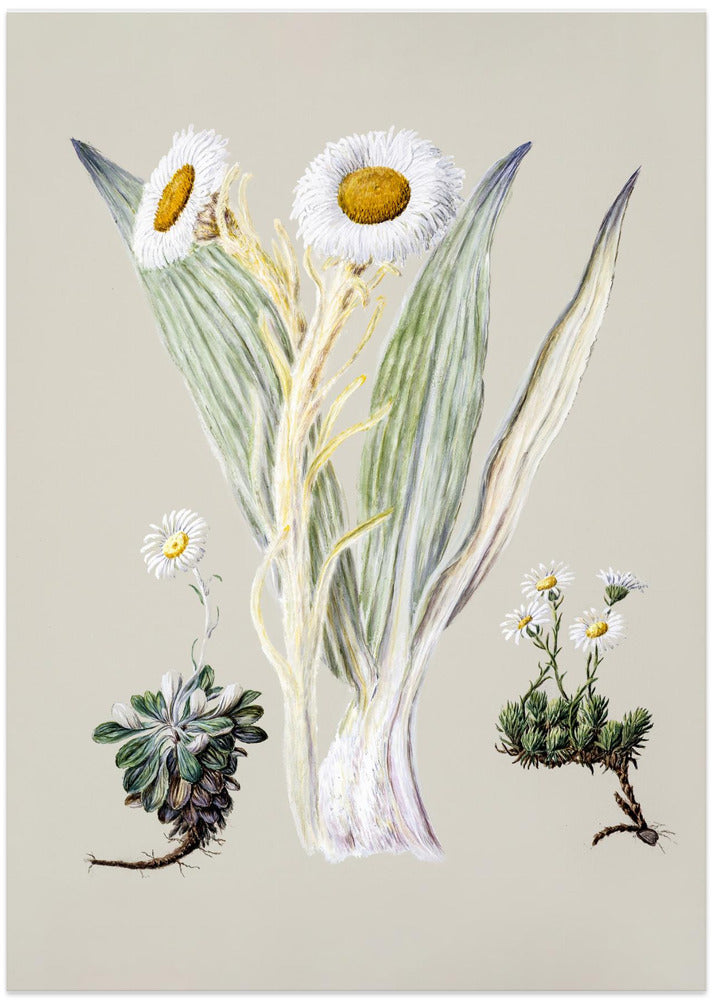 White Mountain Musk Drawn By Sarah Featon (1848–1927)