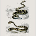 Rattlesnake and Saharan Horned Viper